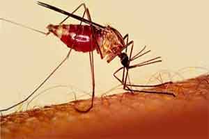 46 malaria cases in Delhi, 50 pc more than dengue infection count