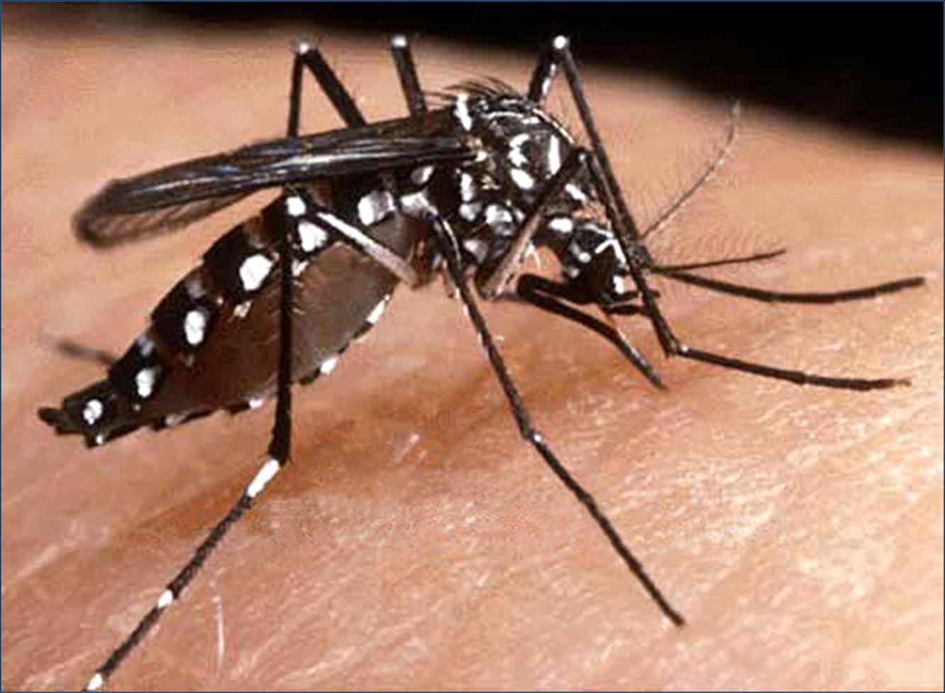 Delhi Hospitals Prepare for Dengue