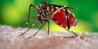 10 yr old girl in Delhi succumbs to Dengue