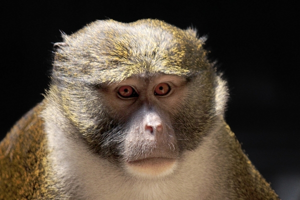 Ebola Vaccine Found Effective in Monkeys