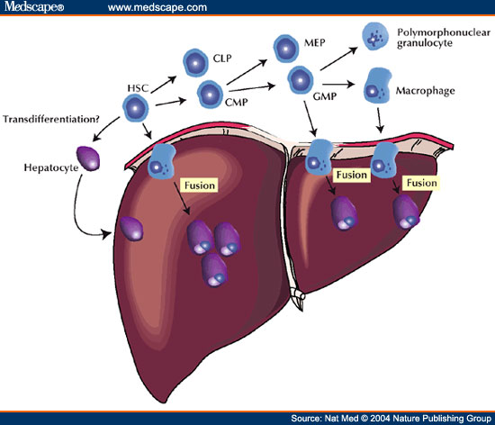 Scientists discover Cells that re-generate liver without cancer risk