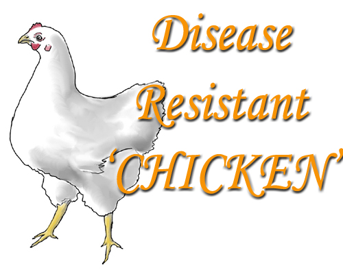 Cheaper, disease resistant chicken breed developed in Madhya Pradesh