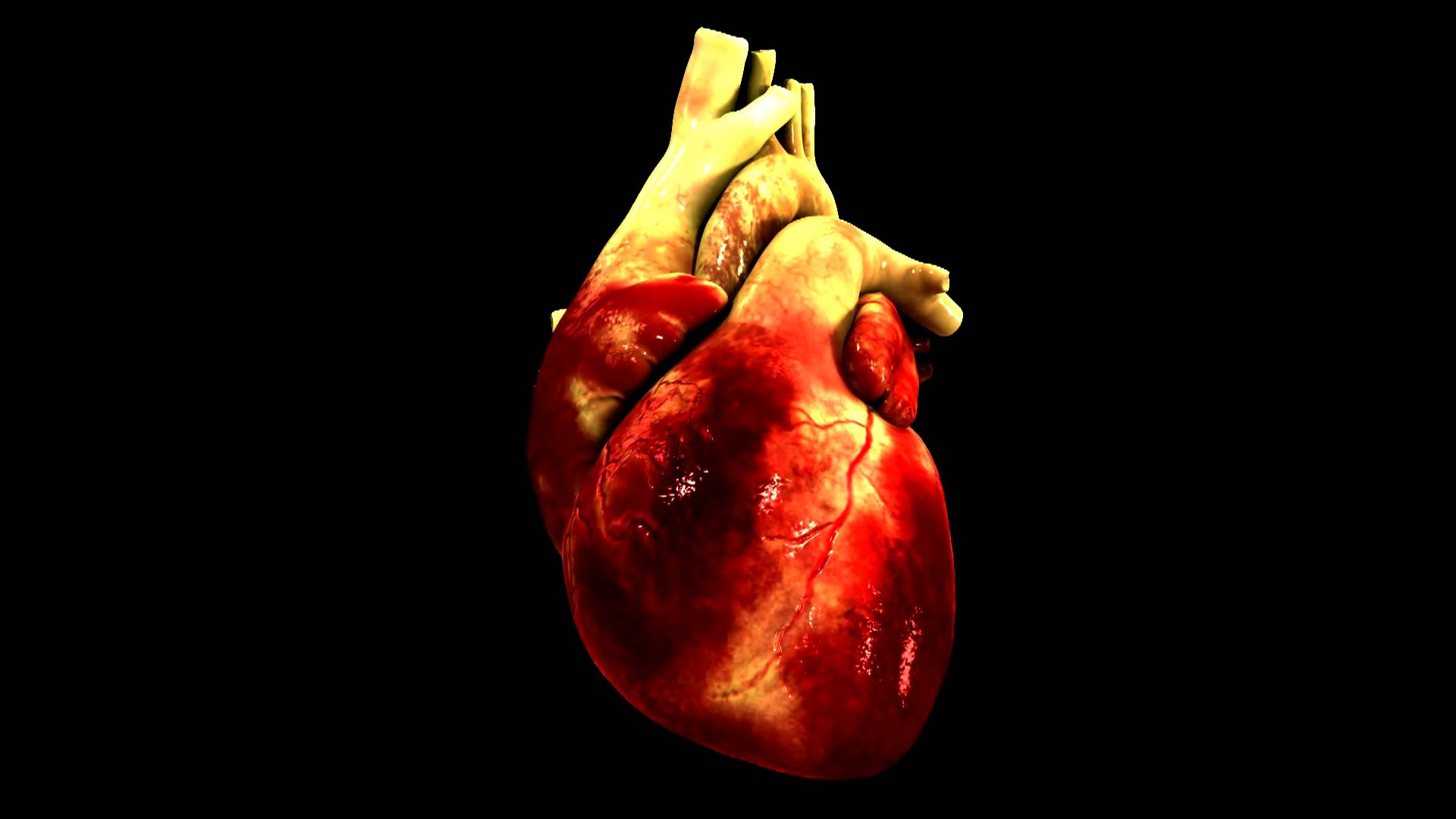 3D models of heart, arteries created