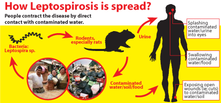 Affordable test kit for leptospirosis to be launched