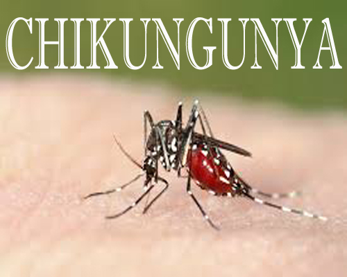 New Delhi: Over 400 samples test positive for Chikungunya at AIIMS