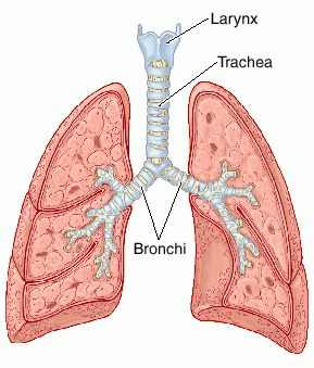 First windpipe transplantation in India at AIMS