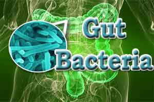 Drugging Gut Bacteria Could Prevent Heart Disease-Study