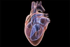 Skin cells can heal injured heart: Study