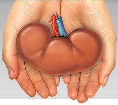 Maharashtra govt unveils draft Kidney transplant SOPs for hospitals