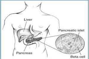 Insulin producing pancreatic cells successfully created in lab