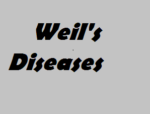 Chennai: doctors report an increase in Weil’s disease
