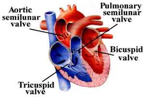 Dedicated Centre for Aortic Diseases launched at AIMS, Kochi