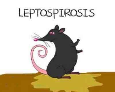 12 die of leptospirosis in Kerala