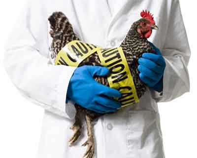 Odisha: Centre confirms of bird flu virus in state village