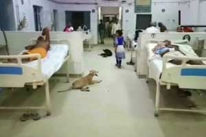 UP: Dog Menace at Govt Healthcare Facility