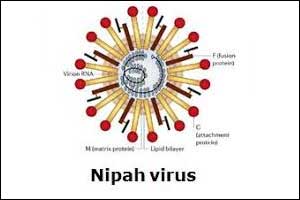Nipah Virus Update: Sample of 7th person suspected tests negative