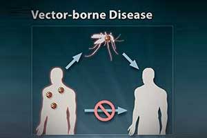 Delhi: Union Health Minister reviews preparedness to tackle vector borne diseases, stresses on awareness drives