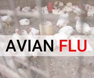 Avian Flu: First death in Nepal