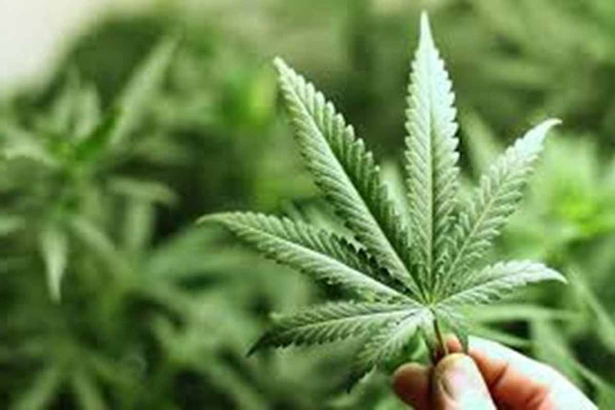 Manipur Cabinet discusses legislation on cannabis cultivation
